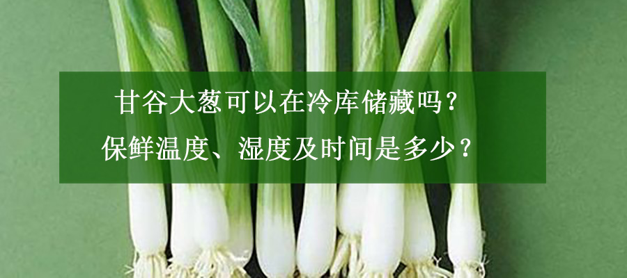 甘谷大蔥可以在冷庫(kù)儲(chǔ)藏嗎？保鮮溫度、濕度及時(shí)間是多少？