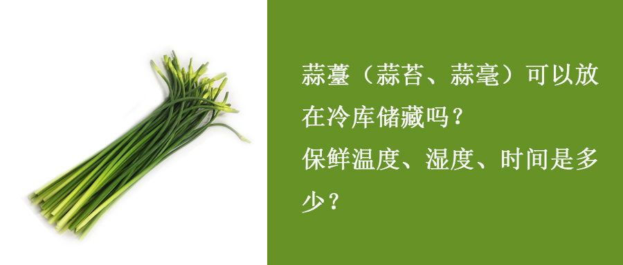 蒜薹（蒜苔、蒜毫）冷庫(kù)儲(chǔ)藏溫度、濕度、時(shí)間是多少？