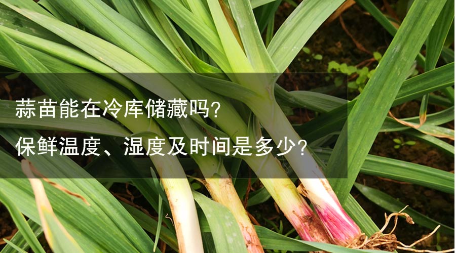 蒜苗能在冷庫(kù)儲(chǔ)藏嗎？保鮮溫度、濕度及時(shí)間是多少？