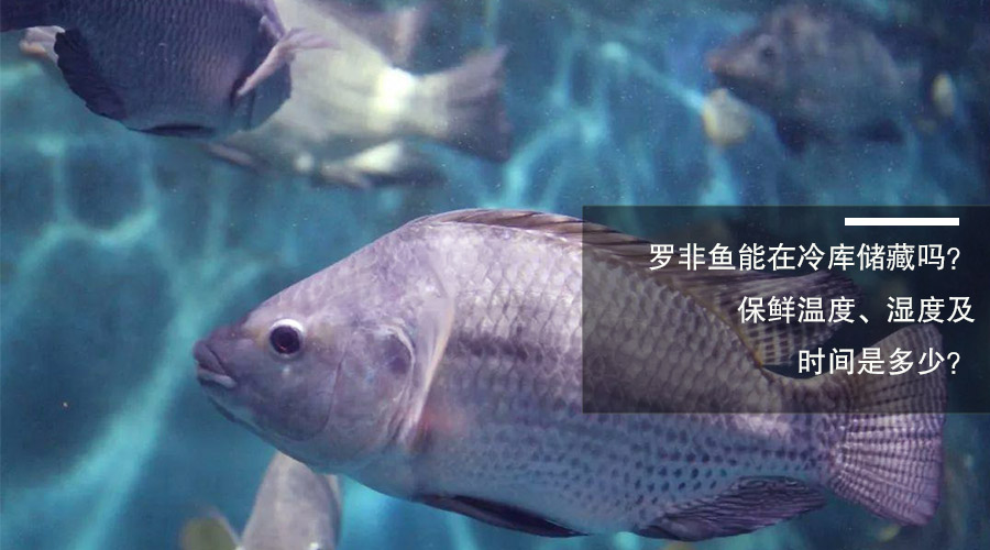 羅非魚(yú)冷庫(kù)儲(chǔ)藏溫度、相對(duì)濕度及時(shí)間介紹