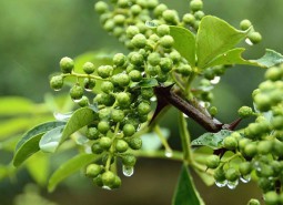 甘肅天水麥積鮮花椒2400平米冷庫設計方案