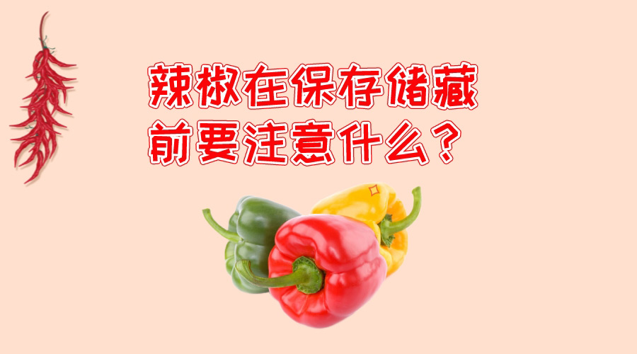 辣椒在保存儲藏前要注意什么？