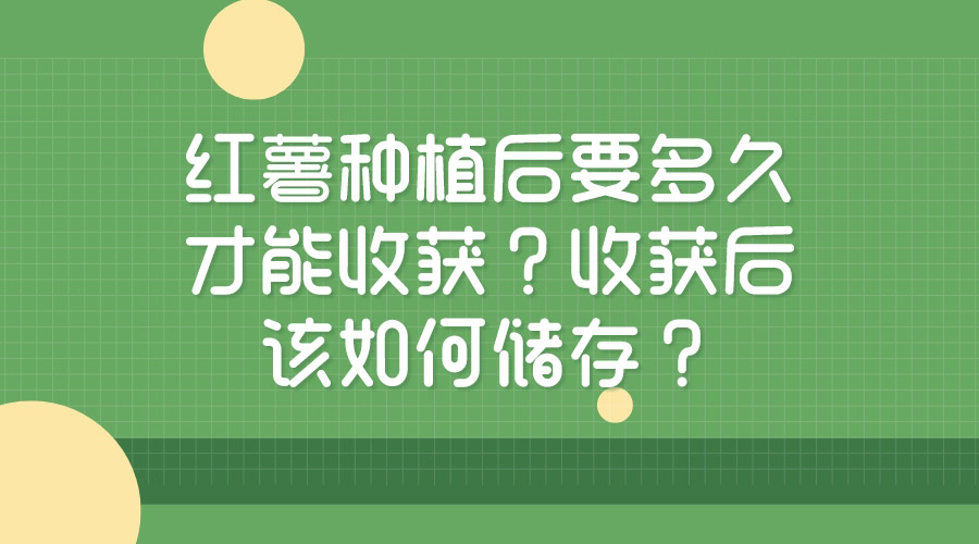 紅薯種植后要多久才能收獲？收獲后該如何儲(chǔ)存？