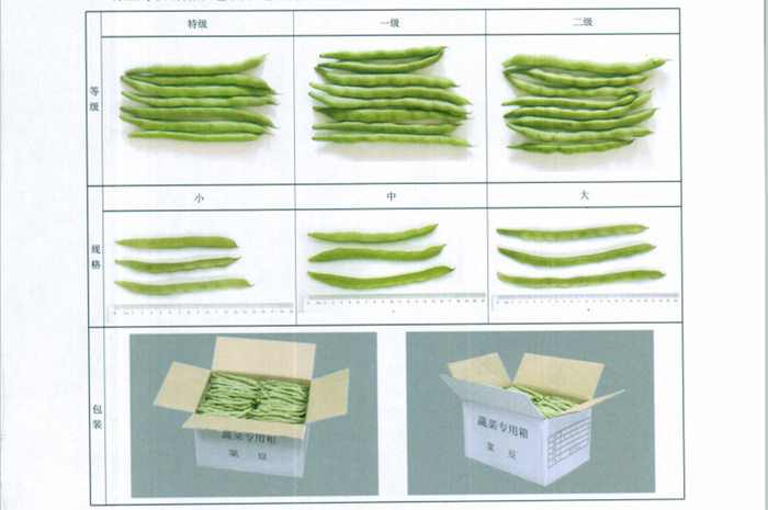 四季豆放冷庫(kù)前分級(jí)實(shí)物參考圖片