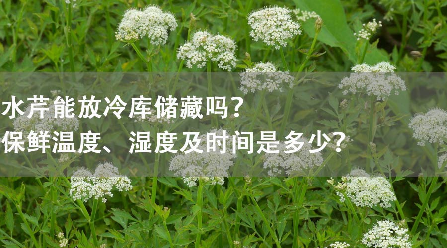 水芹能放冷庫儲(chǔ)藏嗎？保鮮溫度、濕度及時(shí)間是多少？