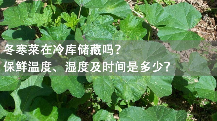 冬寒菜能放冷庫儲(chǔ)藏嗎？保鮮溫度、濕度及時(shí)間是多少？