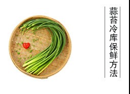 蒜薹（蒜苔、蒜毫）冷庫儲藏方法是什么？保鮮期可達(dá)半年以上！