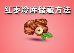 鮮紅棗（大棗）冷庫(kù)儲(chǔ)藏方法指南，保鮮50天！