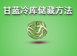 包菜（甘藍）冷庫儲藏技術(shù)分享，保鮮期可達3個月！