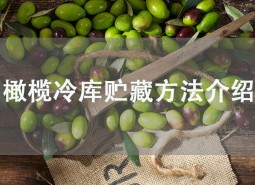 橄欖果在冷庫可以貯藏多久？這樣做保鮮2個(gè)月！