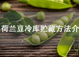 荷蘭豆冷庫貯藏方法介紹，學會此招保鮮2個月！