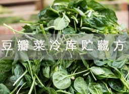 豆瓣菜冷庫(kù)貯藏方法詳解！